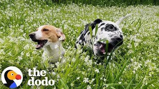 Beagle Wouldn't Stop Shaking Until She Met This Family Member | The Dodo