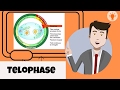 Understanding Telophase in Mitosis