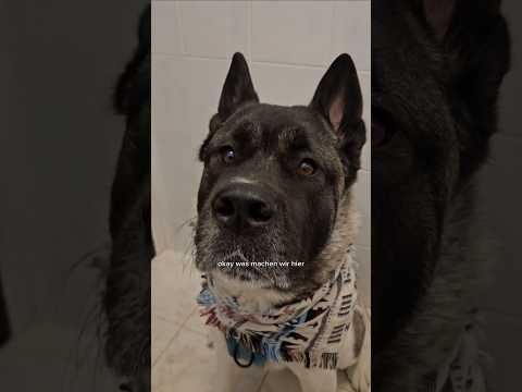 Und ihr so? 👀 #hunde #tauberhund #akita #yuka #funny