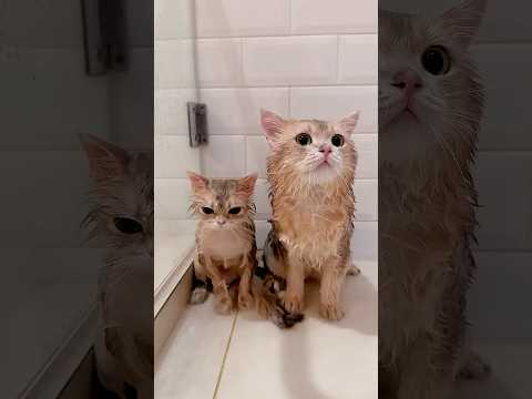 🙀: TERUNGKAP! Ini wujud asli si kedele woi #kucinglucu #cat #kiwibritishcat