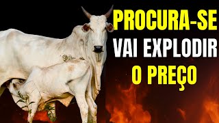 PREPARE-SE O PREÇO DO BEZERRO VAI EXPLODIR