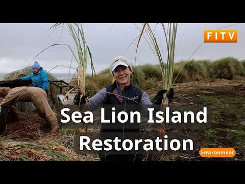 YouTube video thumbnail: Falkland Islands Volunteers Help Restore Tussac Grass On Sea Lion Island