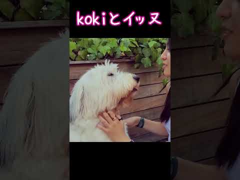 【キムタク娘】愛犬と戯れるkoki #cocomi #koki #キムタク #娘 #工藤静香 #Shorts