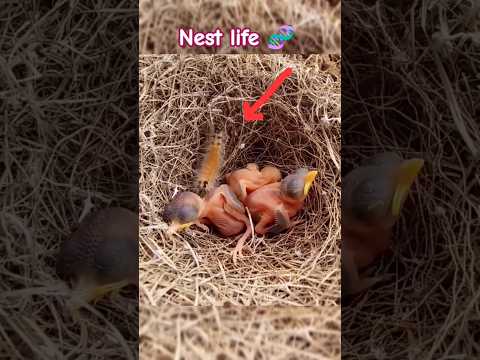 Natural birds life 🧬