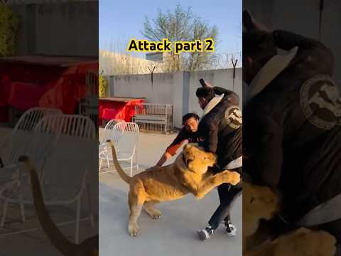 Attack part 2 very funny 🤣🤣🤣 #lion  #animals #animalemotion #lionworld 💕 #lionlion 🦁🦁🦁