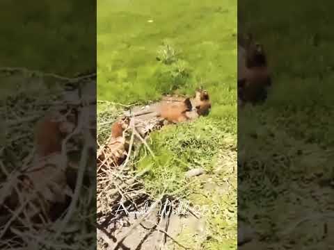 When you choose the wrong prey, you become the victim #animal_world #predatory_animals #wildanimals