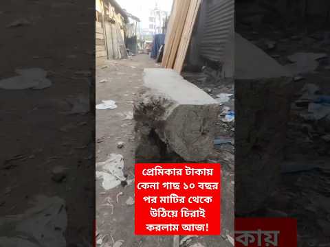 প্রেমিকার টাকায় কেনা গাছ ১০ বছর পর মাটির থেকে উঠিয়ে চিরাই করলাম #youtubeshorts #shorts