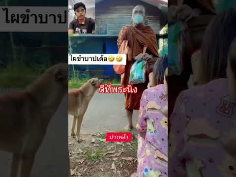 หมาก็เห่าพระก็นิ่ง#ประเทศไทย #ทำบุญ #ตลก #ตลกขำๆ