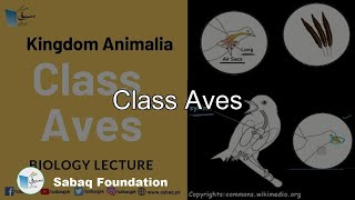 Class Aves