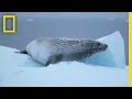 Antarctic Climate Change and Its Impact on Wildlife