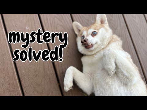 Mystery Solved: Life With Klee Kai Update