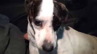 Cachorrinha chora ao ser abandonada e olha o que aconteceu 