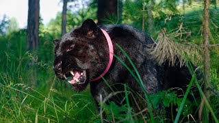 A Peaceful Day with a Black Panther