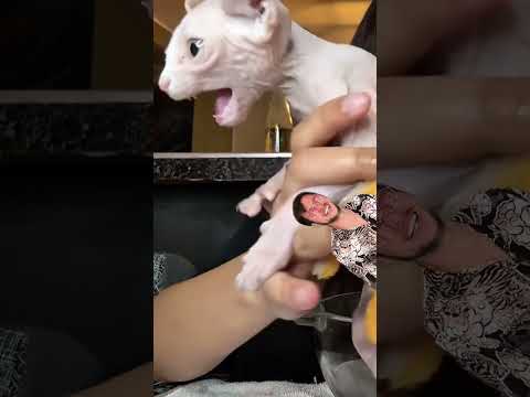 amamos leer comentarios🐱Jajaja #3 #meme #risas #comedy #nails #comment #gatos #cat #baño