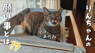 可愛い愛猫を甘えん坊に育てる暮らし方