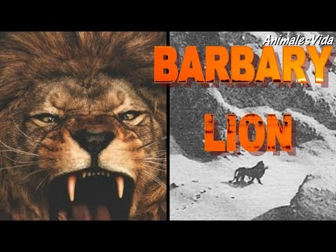 ASÍ ERA EL BESTIAL LEÓN DEL ATLAS