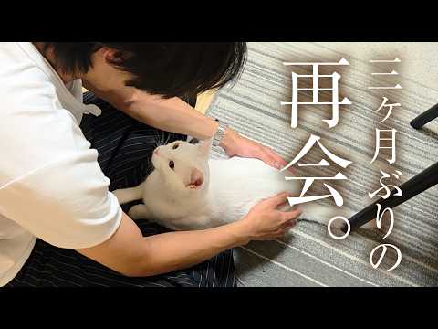 猫は大好きだったお兄ちゃんを覚えているのか？