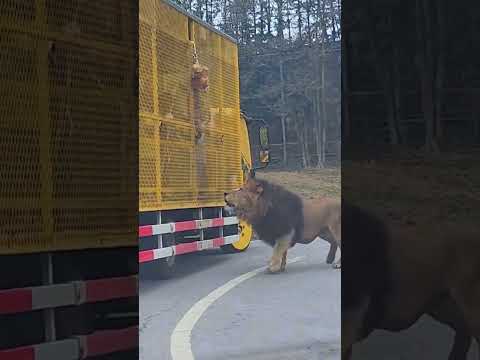 This is a zero-distance feeling of oppression for wild animals. The heartbeat is what you play with