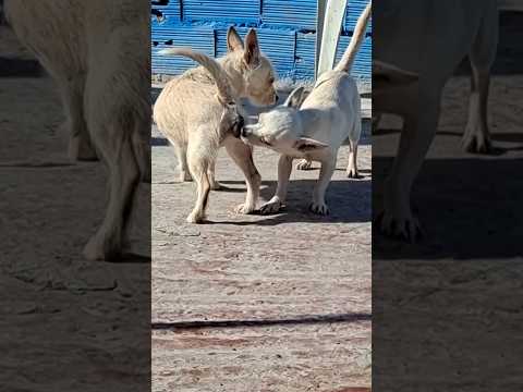 1 Md views #love #funny #puppy #ytshorts #animals #dog #farimbreeding #subscribe #like #shorts