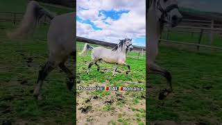 @PromovariCaiRomania #cal #horse #cai #equestrian #arabianhorseworld #stallion #animals #love