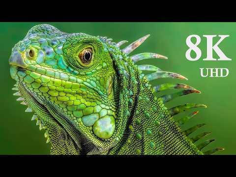 Wild Animals with Natural Sound in 8K ULTRA-HD (60fps)