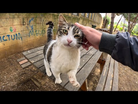 When a stray cat pulls a UNO reverse card and starts petting you...