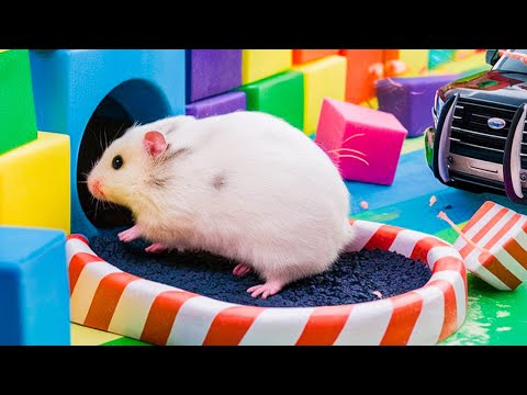 😱 Hamster Escape Maze - Hamster Cute pets Maze #hamsterescape #mazediytraps #529