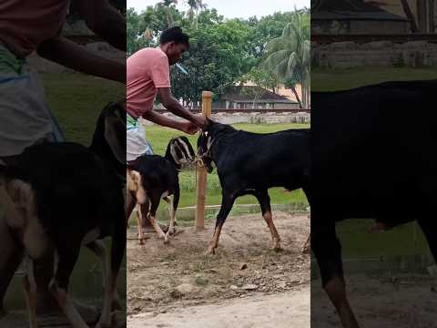 two goats are enjoying a beautiful moment। 염소의 아름다운 시간। animal lover #shortvideo #shorts jul20 ep1