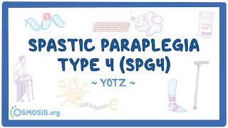 Spastic paraplegia type 4 (SPG4) (Year of the Zebra 2025)