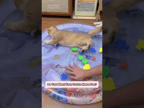 Your Cat LOVES Water, You Just Haven't Given Her The Right Toy YET... #catsofyoutube #cat #catlover