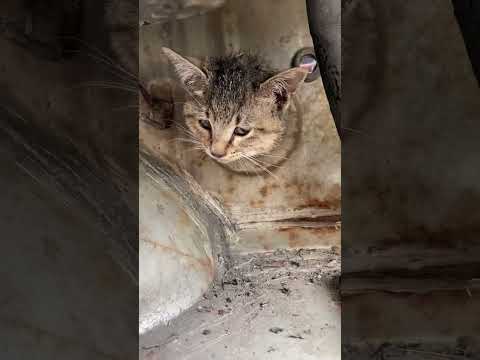 Trying to rescue kitten that got stuck in an abandoned car