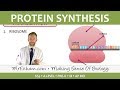 tRNA and Protein Synthesis Concepts