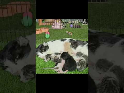 The kitten was hit by a car and was rescued by good people #sad #cat #shorts