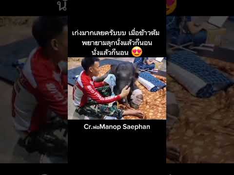 เก่งมากเลยครับบบ เมื่อข้าวต้ม พยายามลุกนั่งแล้วก็นอน นั่งแล้วก็นอน 😍 Cr.Manop Saephan #ข้าวต้ม