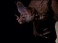 Woolly False Vampire Bat Facts