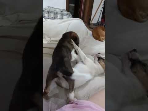 click to play the video