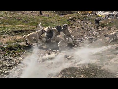 KÖPEKLER BOĞUŞUNCA ORTALIK TOZ DUMAN OLDU