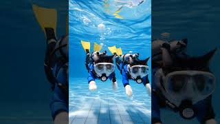 Tux and Domino go Scuba Diving! Fun times… #kipkay #TuxandDomino