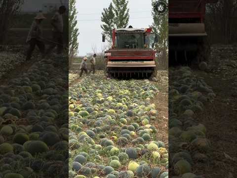 Karpuzları Neden Parçalıyorlar? 🍉 🚜 😲