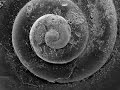 Ocean Acidification and Its Effects