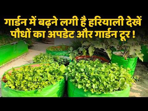 गार्डन में बढ़ने लगी है हरियाली देखें पौधों का अपडेट और गार्डन टूर | Garden Tour With Gardening Tips