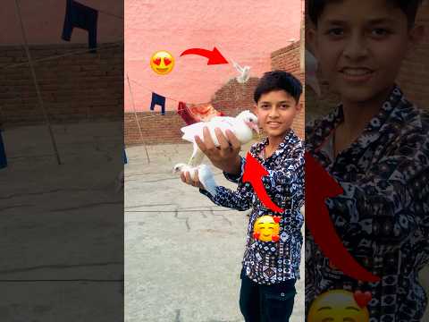 Naya kabutar le liya 😍 #minivlog #vlogsvideo