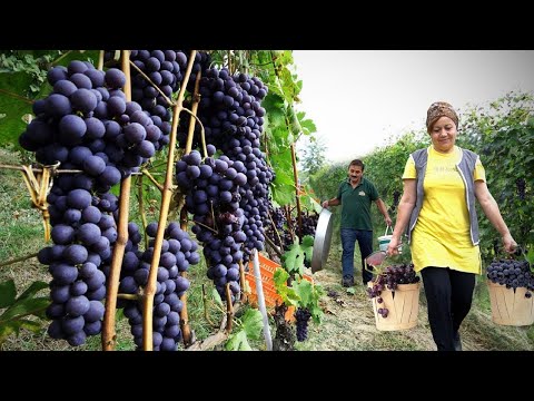 6 Incredible Recipes in Azerbaijan Village | 2 Hour Relaxing Videos