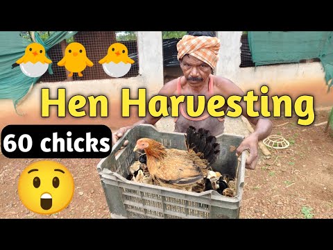 hen harvesting eggs | hen hatching eggs | मुर्गी के बच्चे निकलने का सही तरीका | murgi ke bacche