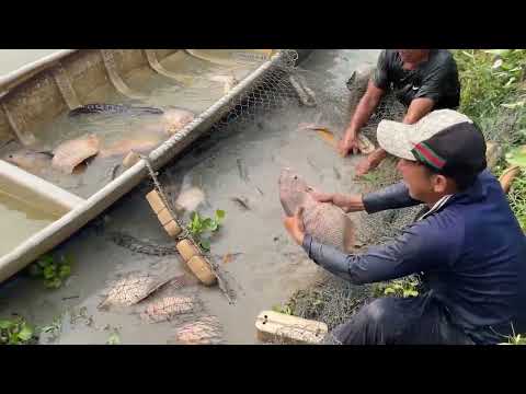 Amazing Fisherman Skills Hunting A Lot Of Big Fish