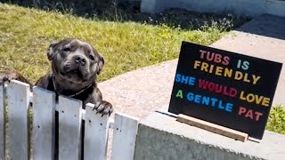 Dog Can’t Hold Back His Big Heart When Befriending Others 🥹