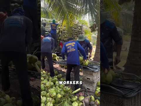 This Is How Coconut Travel Without Trucks