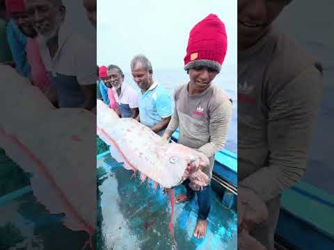 💢😱இவ்வளவு பெரிய மீனா 😳 இயற்கை பேரழிவுகளின் அறிகுறி‼️ "ஓர்ஃபிஷ்" (Oarfish) #neerinmagan #fishing