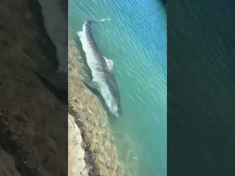 #shark #sharks
