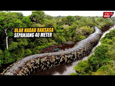 Pilot Drone Rekam Penampakan Ular Raksasa di Sungai Hutan Kalimantan! Video Ini Hebohkan Dunia...